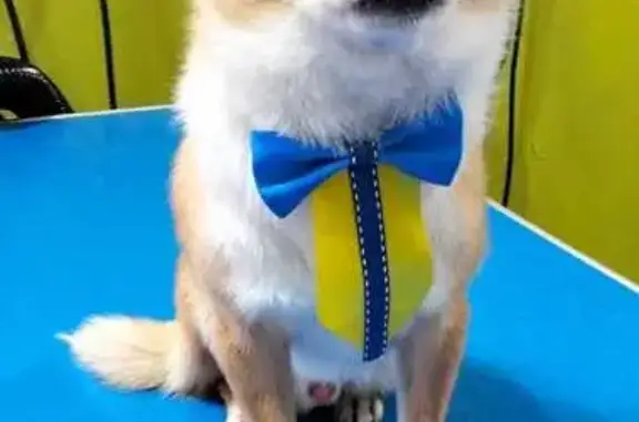 Perro Chihuahua Perdido en Qui...