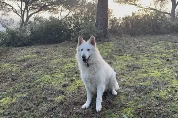 Chien perdu Meyreuil, photo : Perdu chien mâle, Chemin des Bruis, Meyreuil - berger suisse blanc avec collier gris