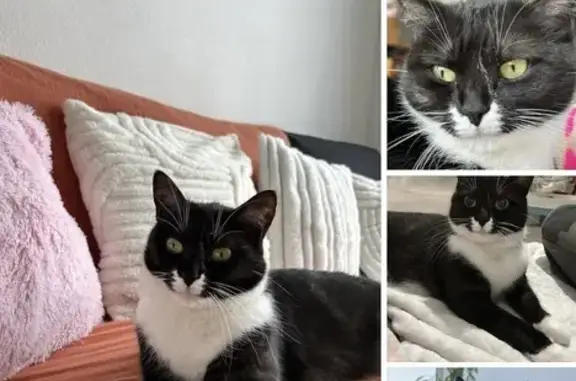 Perdu chat femelle, Allée de la Savonnerie, 14, Bègles, Toulouse - noir et blanche, yeux vert jaune - photo