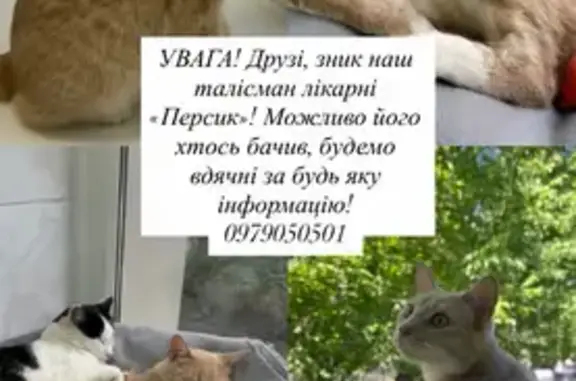 Зникла кішка: персиковий окрас, Хмельницький - photo