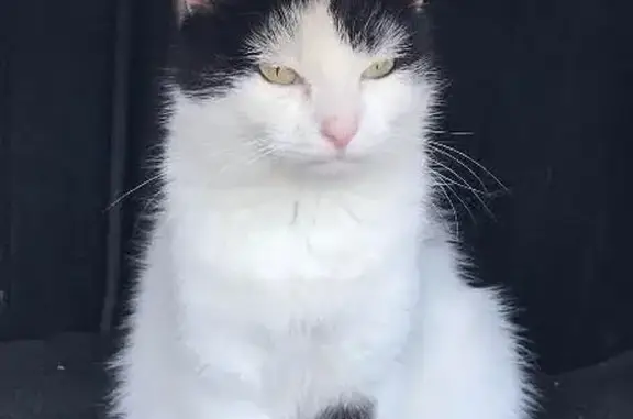 Animaux perdus Lyon, photo: Perdu Chatte, Ébersviller, Grand Est - noire et blanche, très craintive