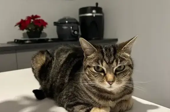Animaux perdus Dijon, photo: Perdu chat femelle, Saint-Usage, Dijon - tigré et sociable