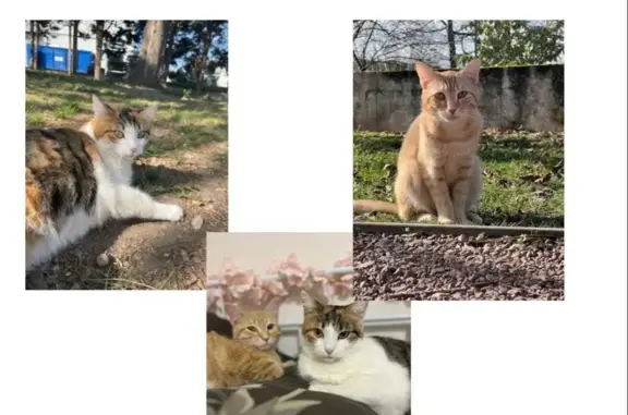 Animaux perdus Thiers, photo: Chat perdu, Route du Mayet de Montagne, 35, Molles