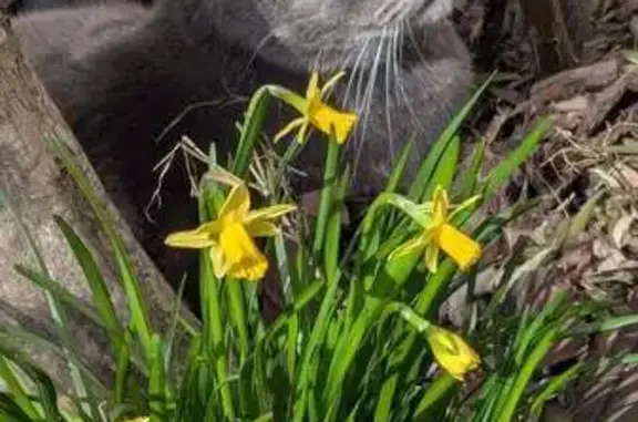 Perdu chat mâle, Rue des Vergers, Rosenwiller, Rosheim - craintif et gourmand - photo