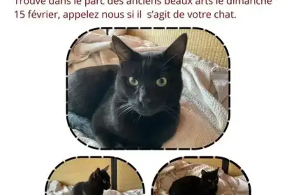 Chat trouvé Saint-Étienne, photo: Trouvé chat mâle, Rue Henri Gonnard, 15, Saint-Étienne - noir et très affectueux
