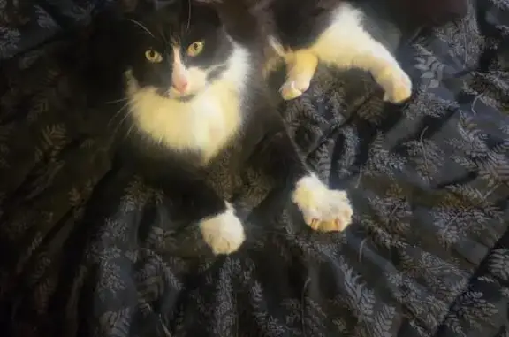 Help Find Asher: Missing Fluffy Cat