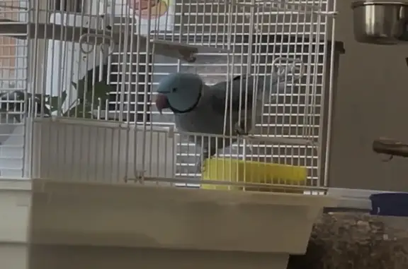 Lost Turquoise Bird - Waverley, Edward St