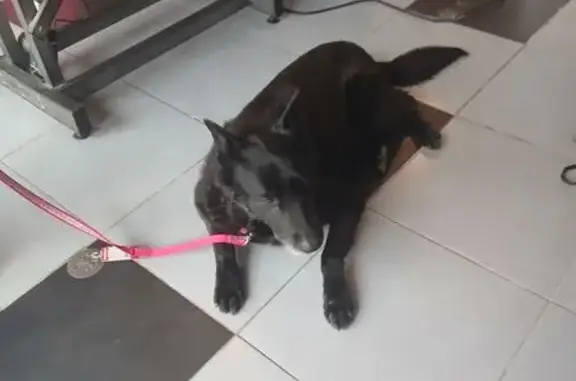 Animaux trouvés Riantec, photo: Trouvé Chien mâle, Place de la Liberté, 2, Riantec - grand chien noir avec oreilles dressées