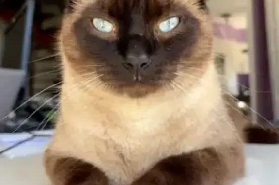 Animaux perdus Bénéjacq, photo: Perdu Chat mâle, Chemin des Arroutis, 61, Bénéjacq - yeux bleus