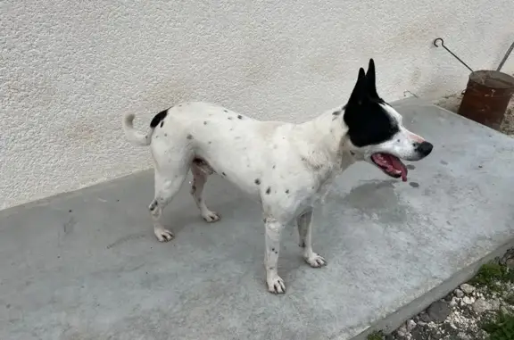 Animaux trouvés Valherbasse, photo: Trouvé chien homme, Route de Crepol, Charmes-sur-l'Herbasse, Valherbasse - blanc avec oreilles noires