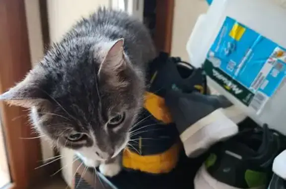Animaux trouvés Paris, photo: Trouvé chat femelle, Rue Pannard, 22, Courville-sur-Eure - miaulant avec collier anti puces