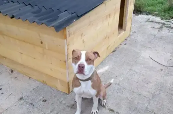 Perdu chien, Dialan sur Chaîne, Paris - Vito, très affectueux - photo