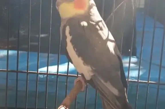 Found Grey Bird with Clipped W...