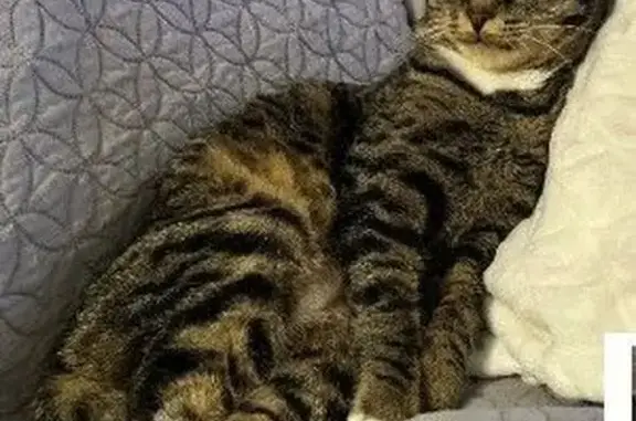 Perdu chat femelle, Résidence du Bois de Charmes, 2, Valenciennes - tigrée avec collier noir et blanc - photo
