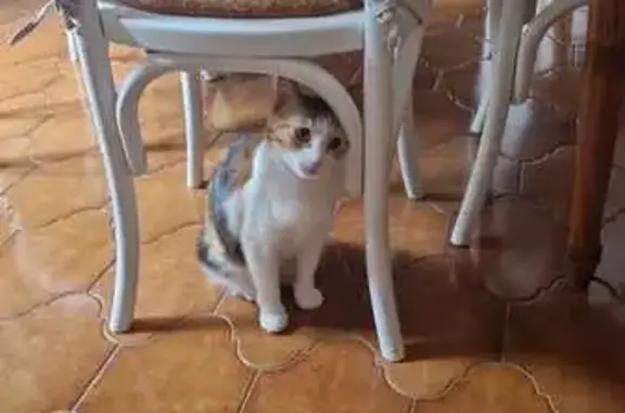 Animaux perdus Pierrevert, photo: Perdu chat femelle, Avenue de Rome, 14, Pierrevert - tricolore et sociable