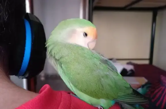 Color verde, cara color clarito, cola azul y le faltan algunas plumas en la espalda