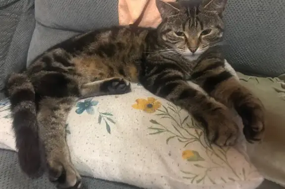 Lost Fluffy Tabby Cat on Devonshire Rd