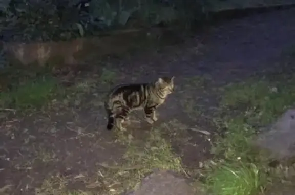Chat trouvé Camblanes, photo: Trouvé chat tigré, Place du Général de Gaulle, 1, Camblanes-et-Meynac - robe tabby