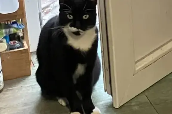 Animaux perdus Dunkerque, photo: Perdu chat mâle, Royan, Nouvelle-Aquitaine - Haka est très farouche