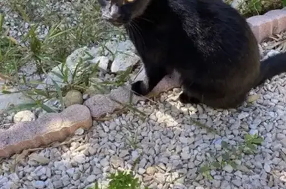 Perdu chat, Impasse de la Grappe d'Or, Saint-Martin-de-Londres - couleur noire avec tache blanche - photo