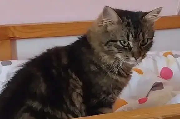 Chat trouvé Paris, photo: Trouvé chat, Le Meux, Hauts-de-France - semble être jeune