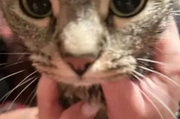 Зникла кішка з зеленими очима, Запоріжжя