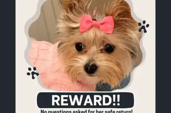 Missing dog Brandon, photo: Lost Собака, US 80, 2601, Brandon - Female with a hook at the end of her tail