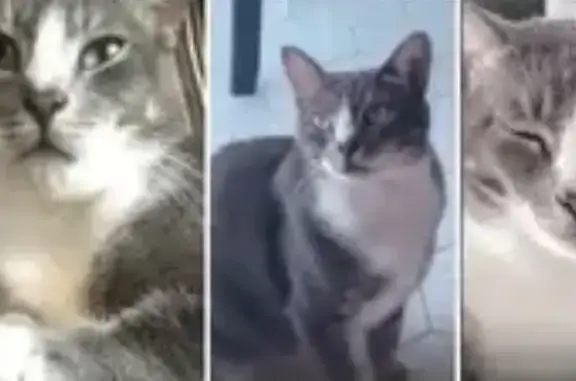 Lost Кошка, Male, Southwest Park Avenue, 1200, Portland - Grey short hair, cataract in one eye - photo