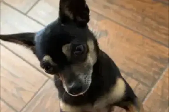 Missing dog Warner Robins, photo: Lost Собака Female, Cedar Ridge Drive, 303, Warner Robins - Chihuahua with cream belly