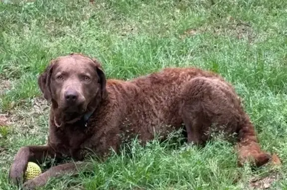 Found dog Calion, photo: Found Собака, Male, Anthony Lake Road, Calion - reddish wavy coat