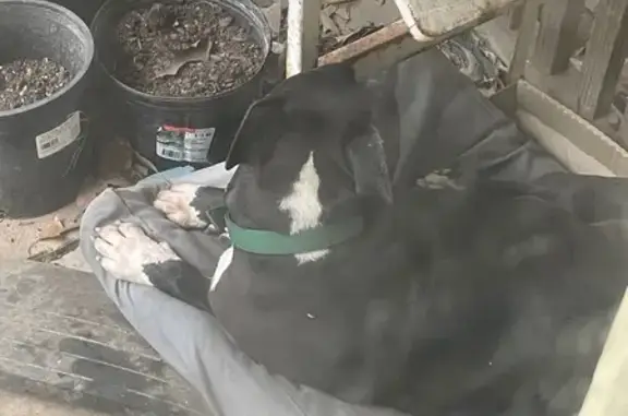 Lost and found pets Little Rock, photo: Found Собака, Male, West 28th Street, Little Rock - missing a whole toe nail