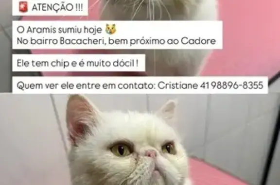 Gato desaparecido