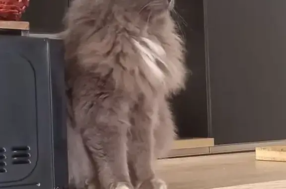 Chat disparu Garçon, Nice (fl586087) - photo