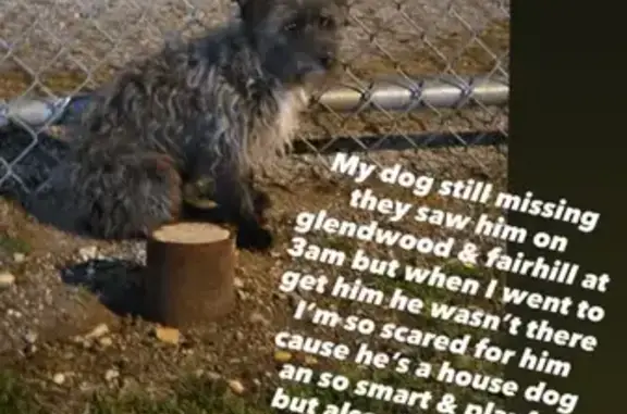 Missing dog Philadelphia, photo: Lost Собака, West Venango Street, Philadelphia - black and gray with white