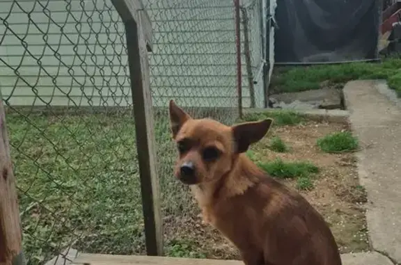 Found dog La Follette, photo: Found Собака, Male, East Central Avenue, La Follette - redish brown small