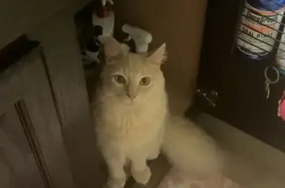 Lost Кошка, Male, Point Clear Drive, 3816, Missouri City - orangish tabby with fluffy tail - photo