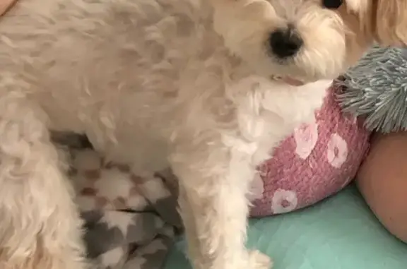 Missing dog Sebastian, photo: Lost Собака, Female, Caldwell, New Jersey - white fur with light brown spots