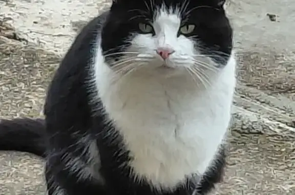 Animaux trouvés Saint-Désir, photo: Trouvé chat noir et blanc, Route de Caen, Saint-Désir