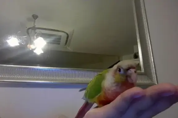 Found: Colorful Tagged Bird in...