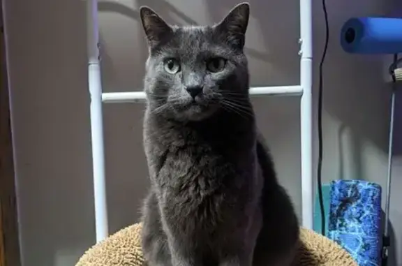 Lost and found pets Lincoln Park, photo: Lost Кошка, Male, Lori Lane, Lincoln Park - Grey cat with yellow/green eyes