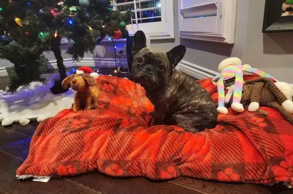 Lost and found pets Lynwood, photo: Lost Собака, Female, Palm Avenue, 3568, Lynwood - Black Brindle small