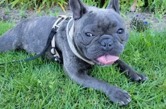 Lost and found pets Lynwood, photo: Lost Собака, Male, Palm Avenue, 3568, Lynwood - Gray and white with skin condition