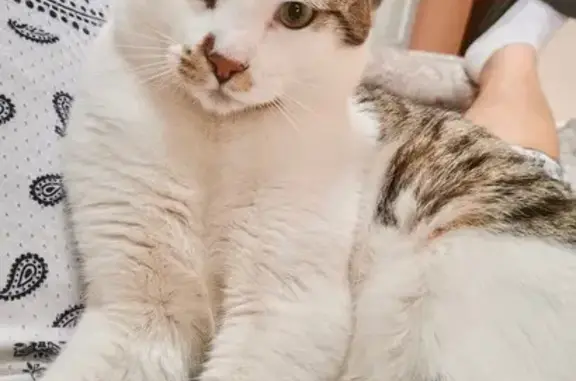 Lost and found pets Grand Rapids, photo: Missing cat Male, Grand Rapids (usl532428)