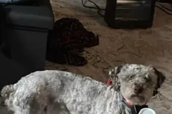 Lost собака, Vanderbilt, Michigan - photo