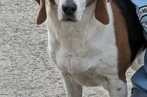 Lost Собака, Sevier Drive, 3417, North Little Rock - male beagle age 13 - photo