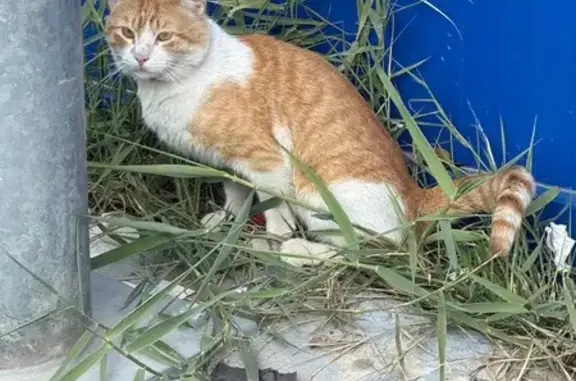 Gato encontrado Lorca, foto: Gato con Collar Negro en Parking de Lorca