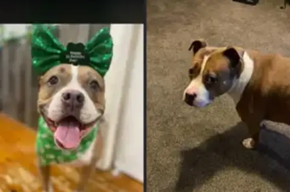 Missing dog Indianapolis, photo: Lost Собака, Female, East Edgewood Avenue, 5851, Indianapolis - light brownish with white markings