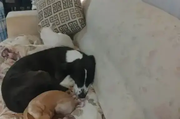 Lost Собака Female, County Road 28, 1323, Florence - long haired basset hound mix - photo