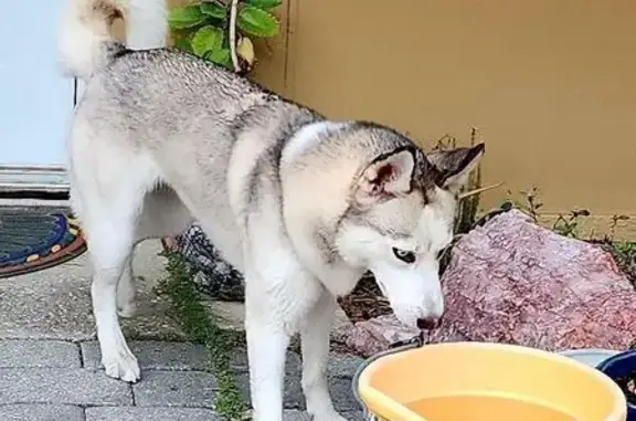 Lost and found pets Ocala, photo: Found Собака, Female, Southeast 42nd Avenue, 5870, Ocala