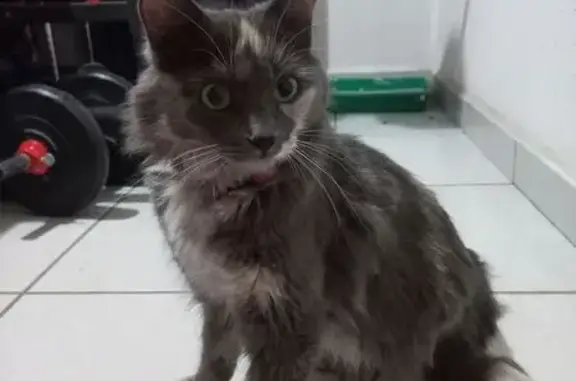 Encontrado Gatito con Collar R...